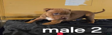 American Pit Bull Terrier 2