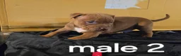 American Pit Bull Terrier dogs for sale: American Pit Bull Terrier 2 - Ad 1