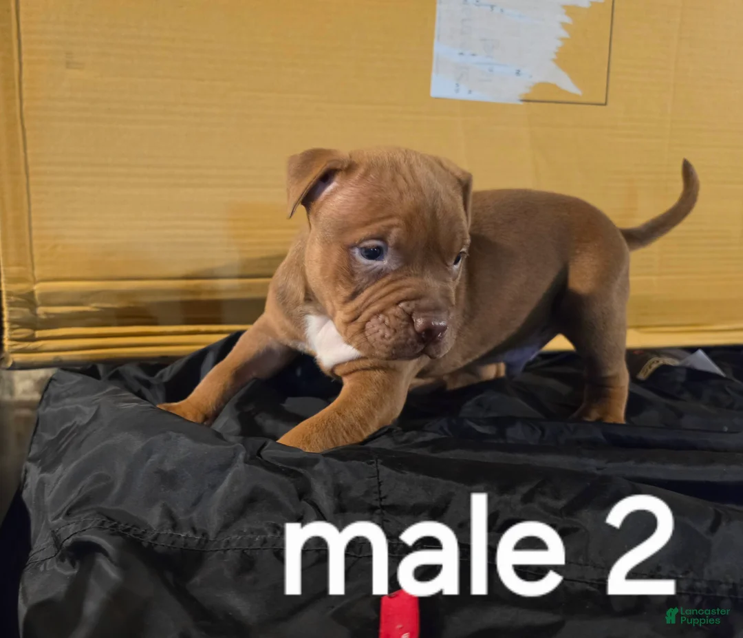 American Pit Bull Terrier dogs for sale: American Pit Bull Terrier 2 - Ad 1