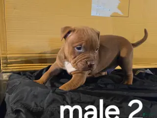 American Pit Bull Terrier dogs American Pit Bull Terrier 2 - Ad 42