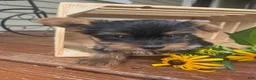 Yorkshire Terrier dogs for sale: Alex - Ad 4