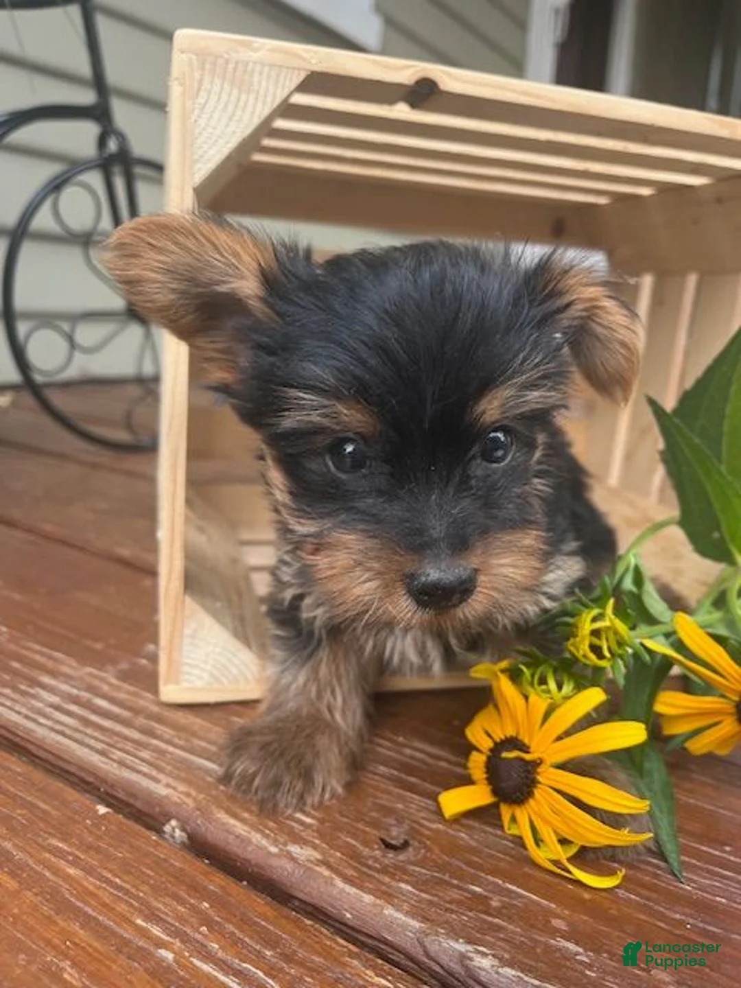 Yorkshire Terrier dogs for sale: Alex - Ad 4