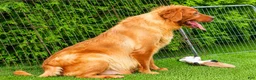 Golden Retriever dogs for sale: Quincy💙 - Ad 23