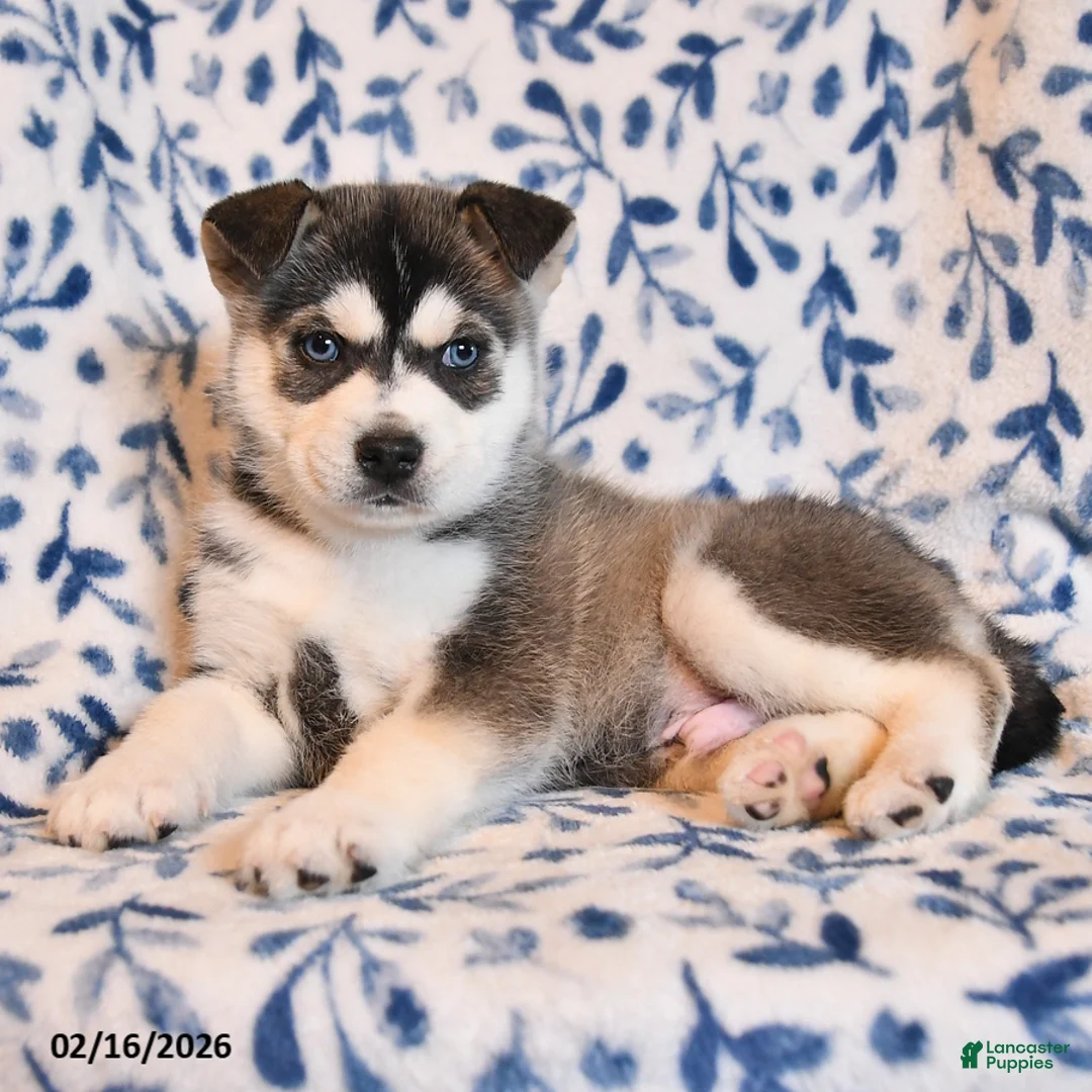 Mixed Breed dogs for sale: Maddy - Ad 3