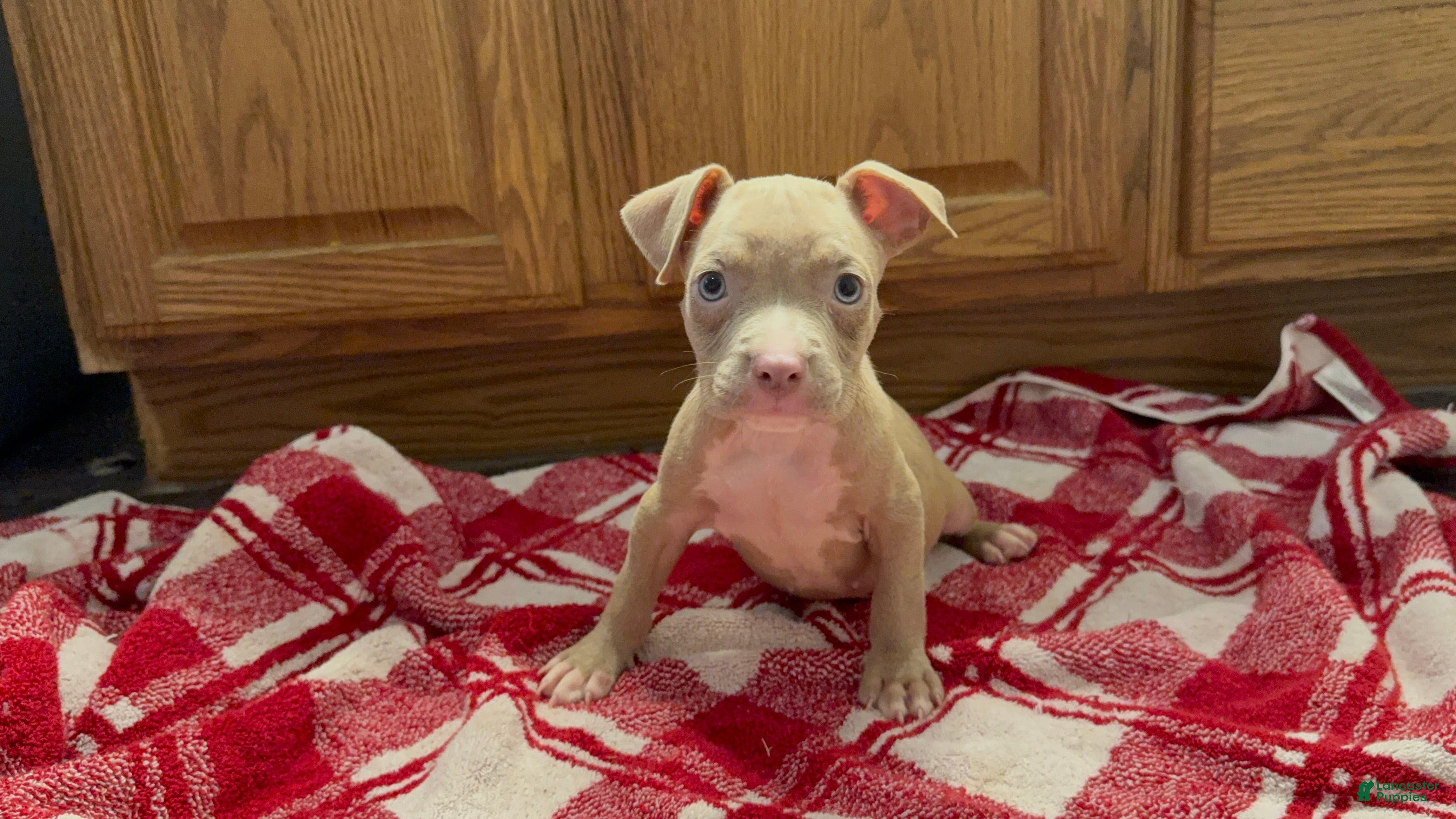American Pit Bull Terrier dogs American Pit Bull Terrier 1 - Ad 10