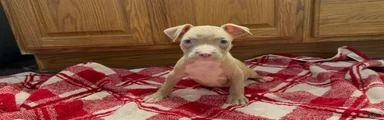 American Pit Bull Terrier 1