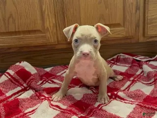 American Pit Bull Terrier dogs American Pit Bull Terrier 1 - Ad 10