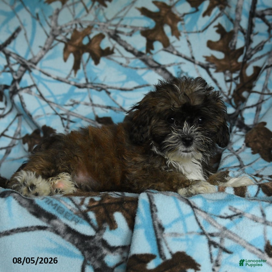 Mixed Breed dogs Uma - Ad 2