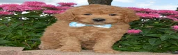 Mini Goldendoodle dogs for sale: Mini Ginger - Ad 12