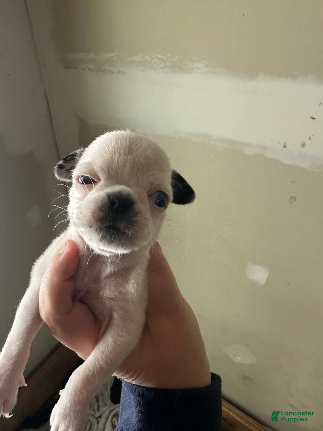Pug dogs for sale: Lucky - Ad 2