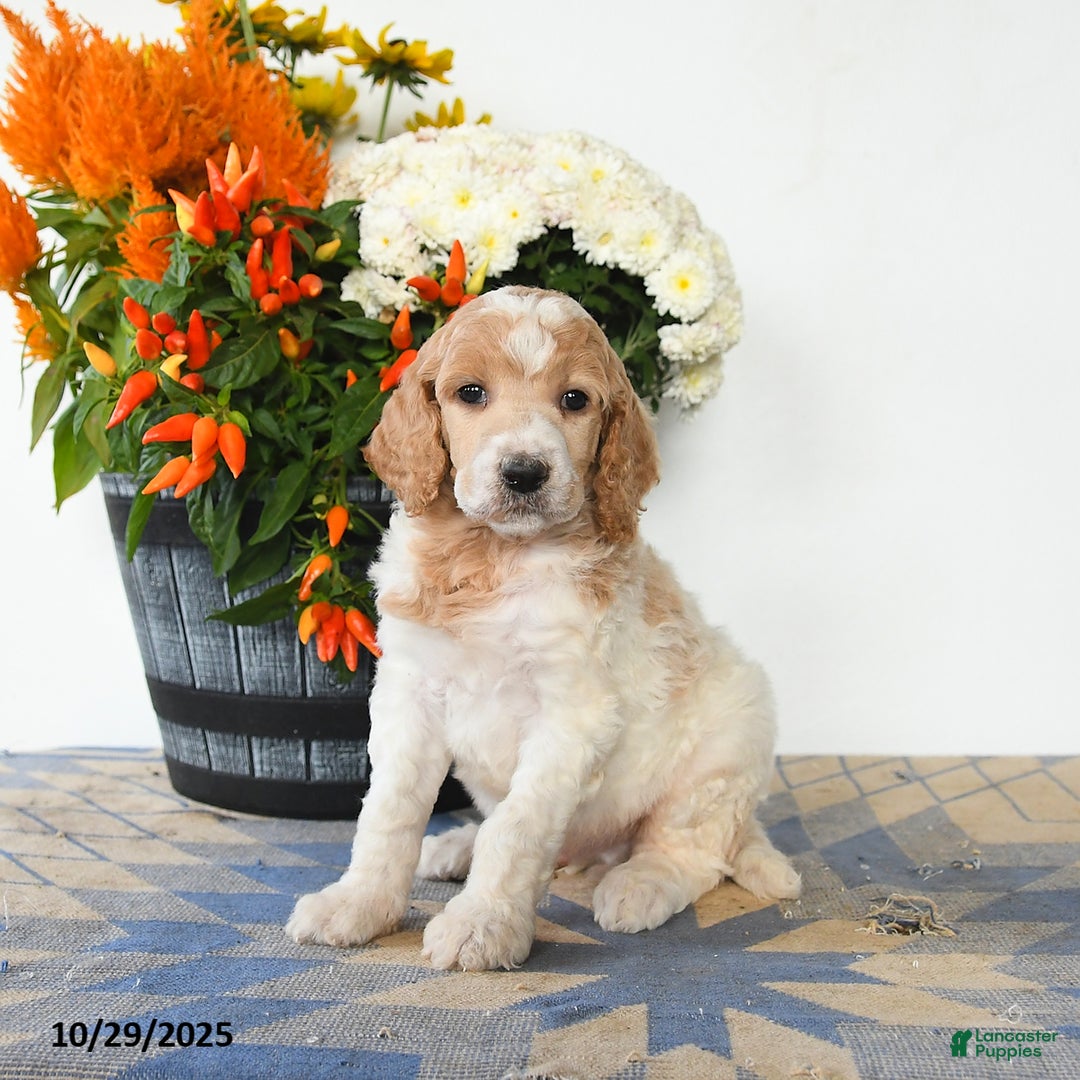 Standard Poodle dogs for sale: Toby - Ad 2