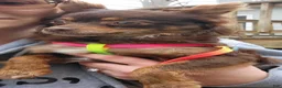 Chihuahua dogs for sale: Jasper - Ad 5