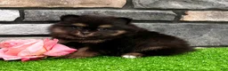 Pomeranian dogs for sale: Minnie - Ad 1