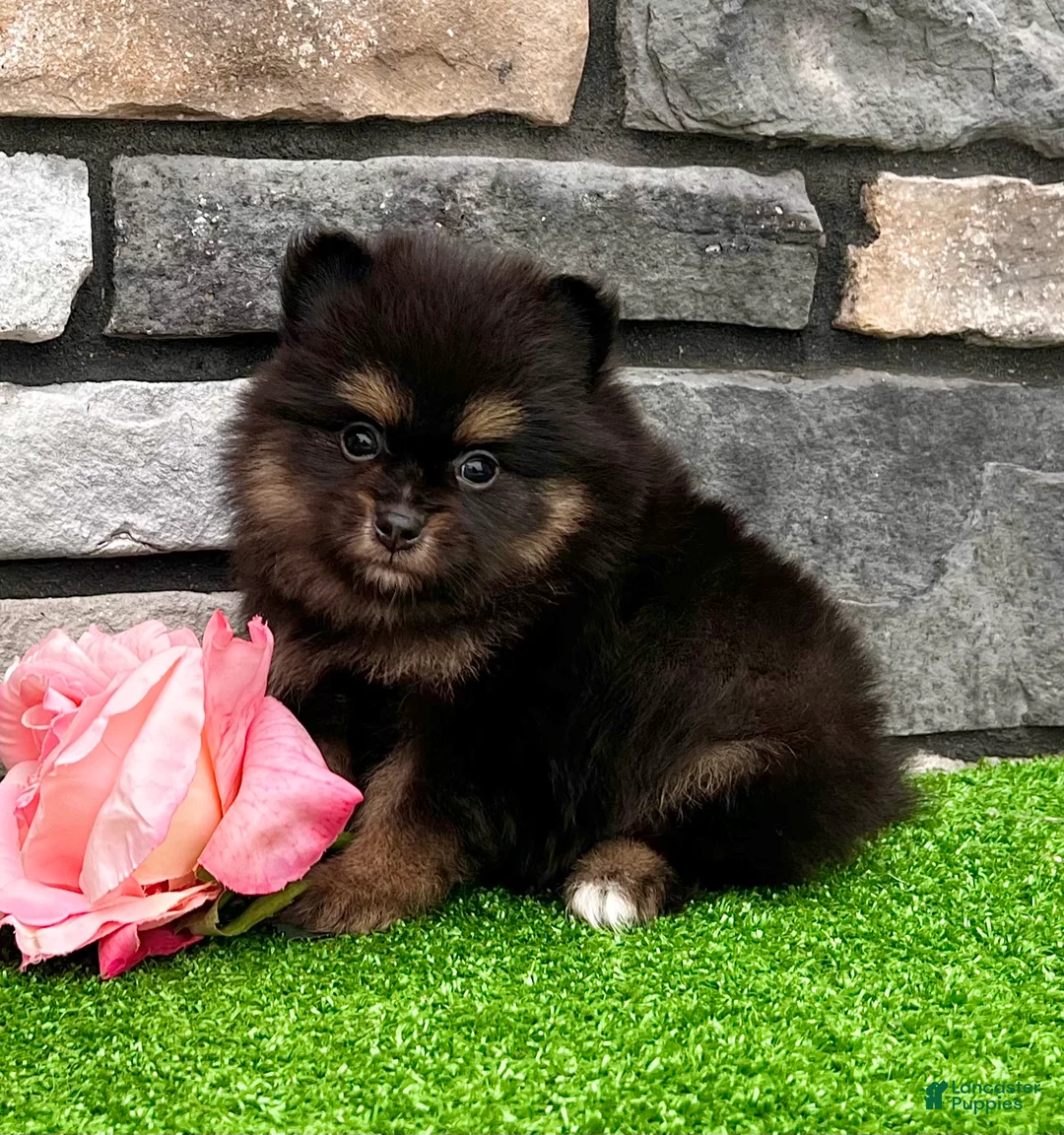 Pomeranian dogs for sale: Minnie - Ad 1