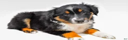 Miniature Australian Shepherd dogs for sale: Ember - Ad 7
