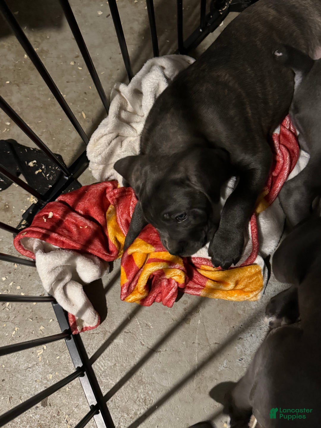 Cane Corso dogs for sale: Cane Corso Puppy 5 - Ad 2
