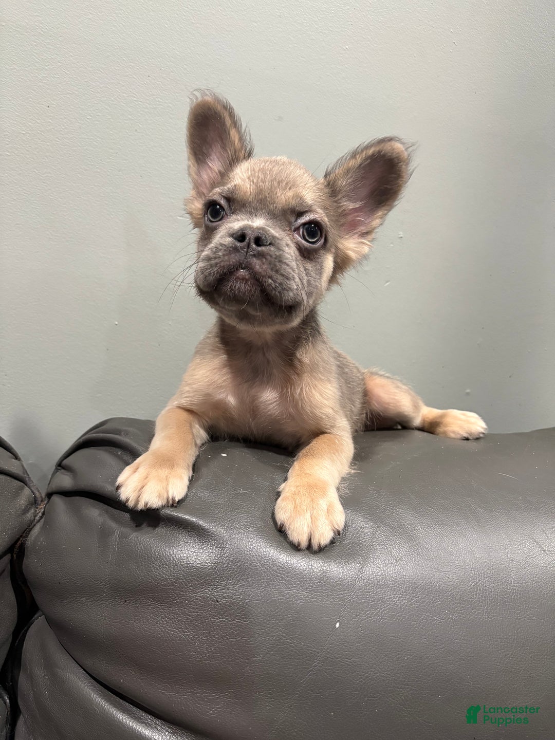 French Bulldog dogs for sale: Fluffy  - Ad 3