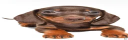 Dachshund dogs for sale: Royal - Ad 8