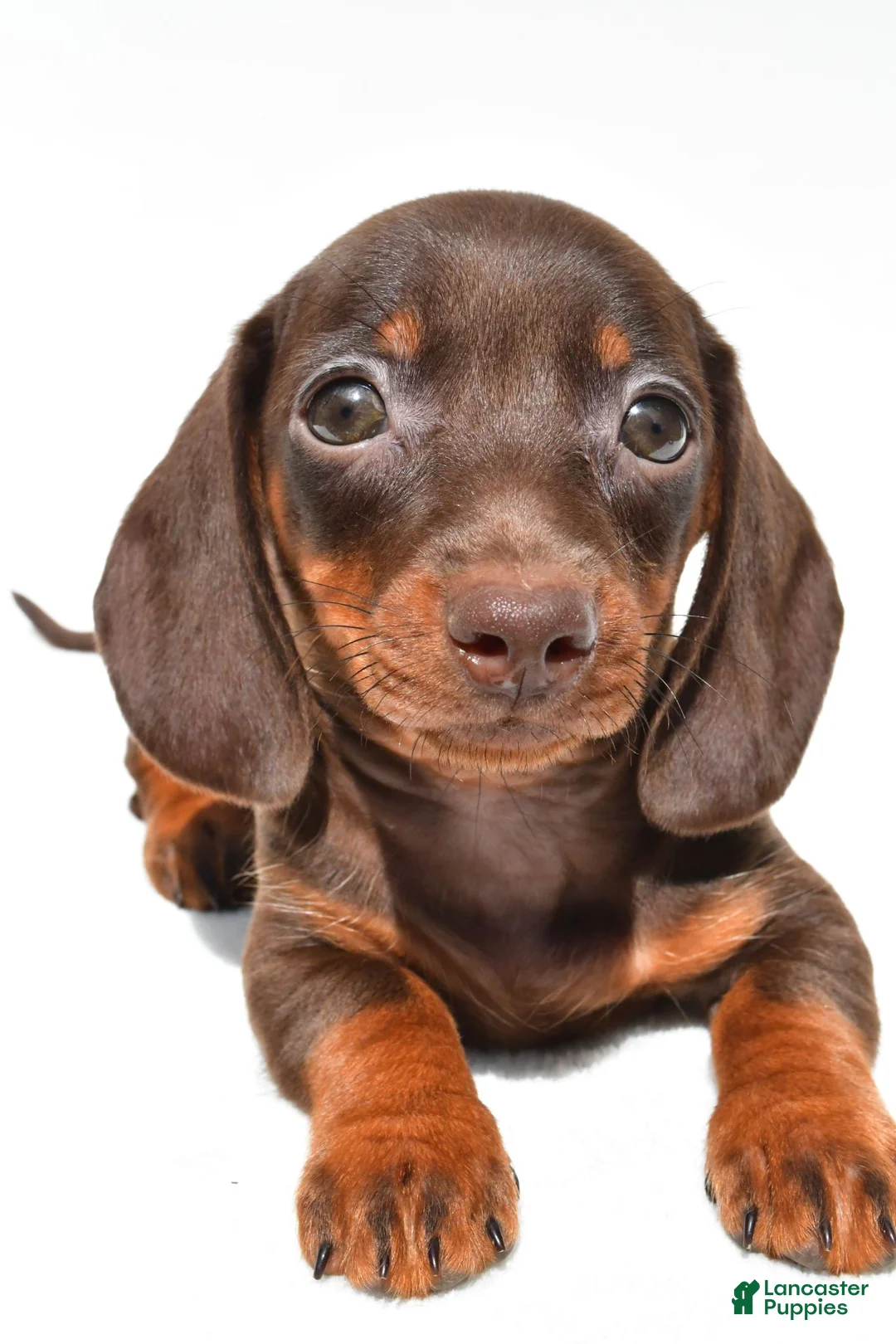 Dachshund dogs for sale: Royal - Ad 8