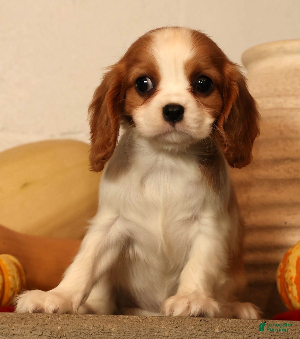 Cavalier King Charles Spaniel dogs Bree - Ad 2