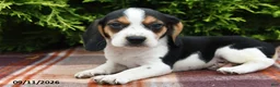 Beagle dogs for sale: Blitz - Ad 4