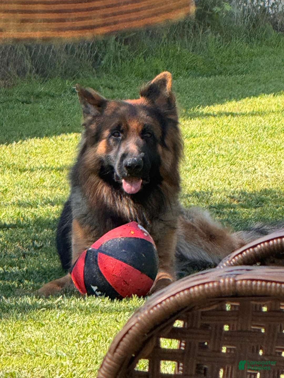 German Shepherd dogs for sale: World bloodline German Shepherd rehome now - Ad 1