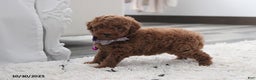 Toy Poodle dogs for sale: Paige - Ad 12