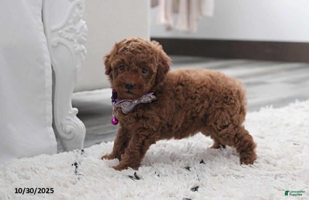 Toy Poodle dogs for sale: Paige - Ad 12