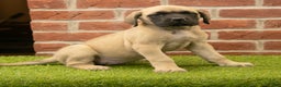 English Mastiff dogs for sale: Polly - Ad 1