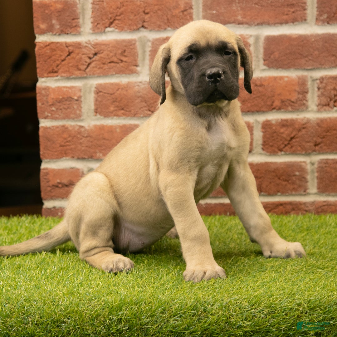 English Mastiff dogs for sale: Polly - Ad 1