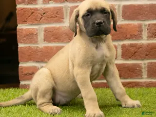 English Mastiff dogs Polly - Ad 26
