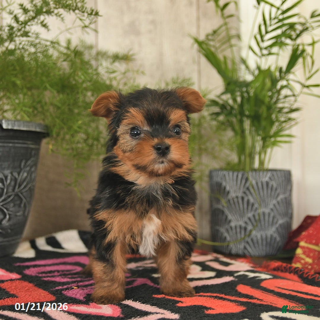 Yorkshire Terrier dogs for sale: Sunshine  - Ad 4