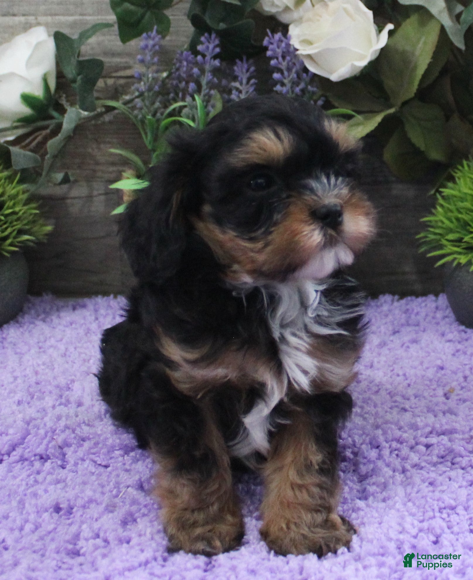 Cavapoo dogs Chelsea's #3 Male - Ad 32