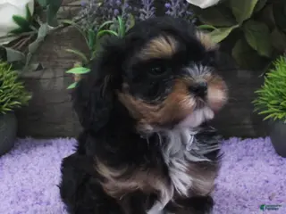 Cavapoo dogs Chelsea's #3 Male - Ad 35