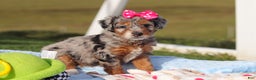 Mini Bernedoodle dogs for sale: Emmie - Ad 2