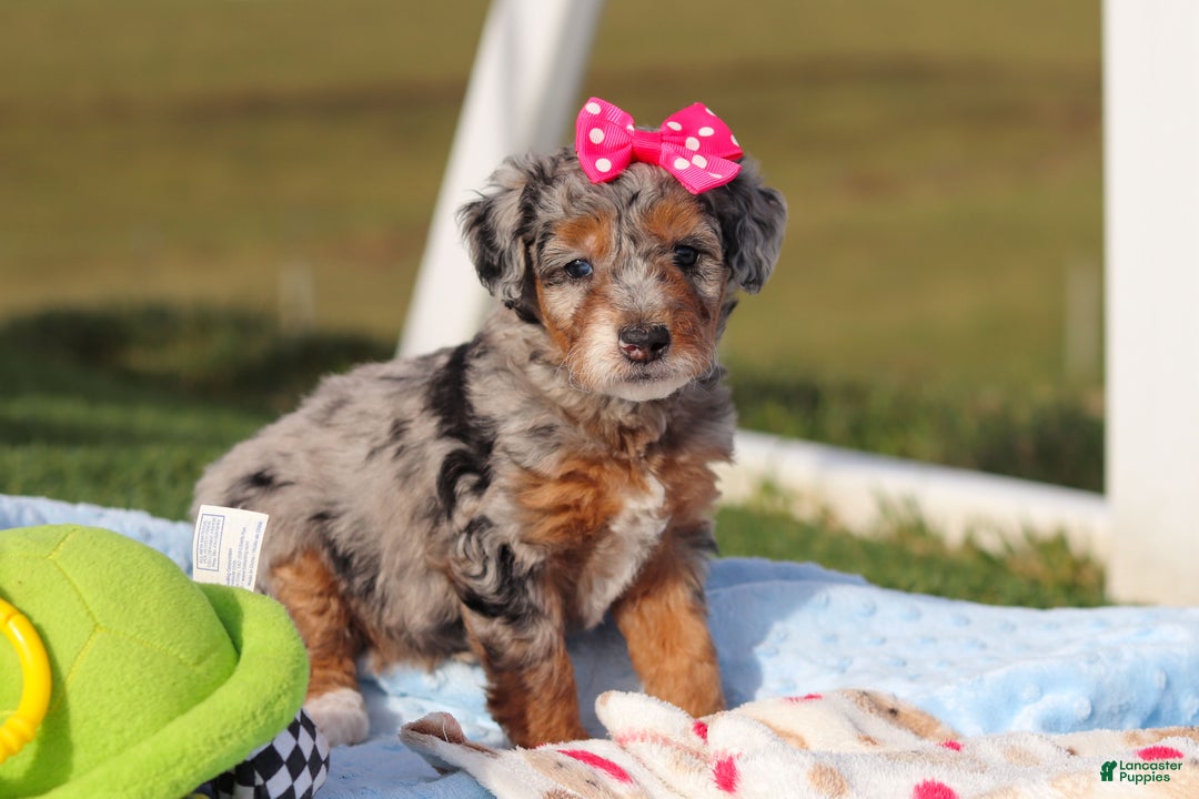 Mini Bernedoodle dogs for sale: Emmie - Ad 2