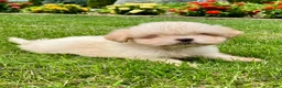 Shih Tzu dogs for sale: Toby - Ad 8
