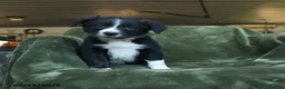 Border Collie dogs for sale: Aartair - Ad 3