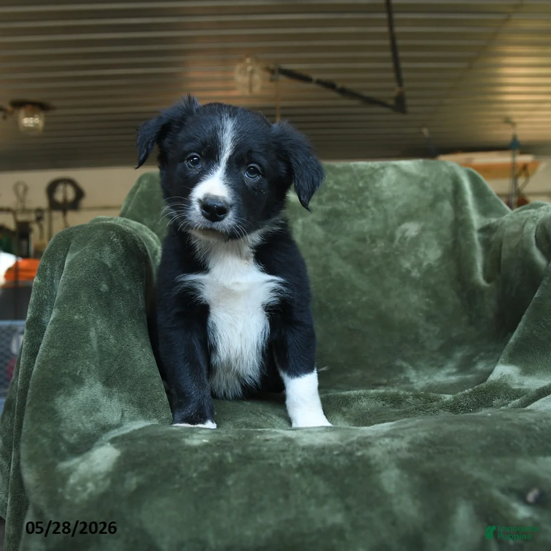 Border Collie dogs for sale: Aartair - Ad 3