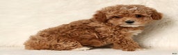 Cockapoo dogs for sale: Nancy - Ad 5