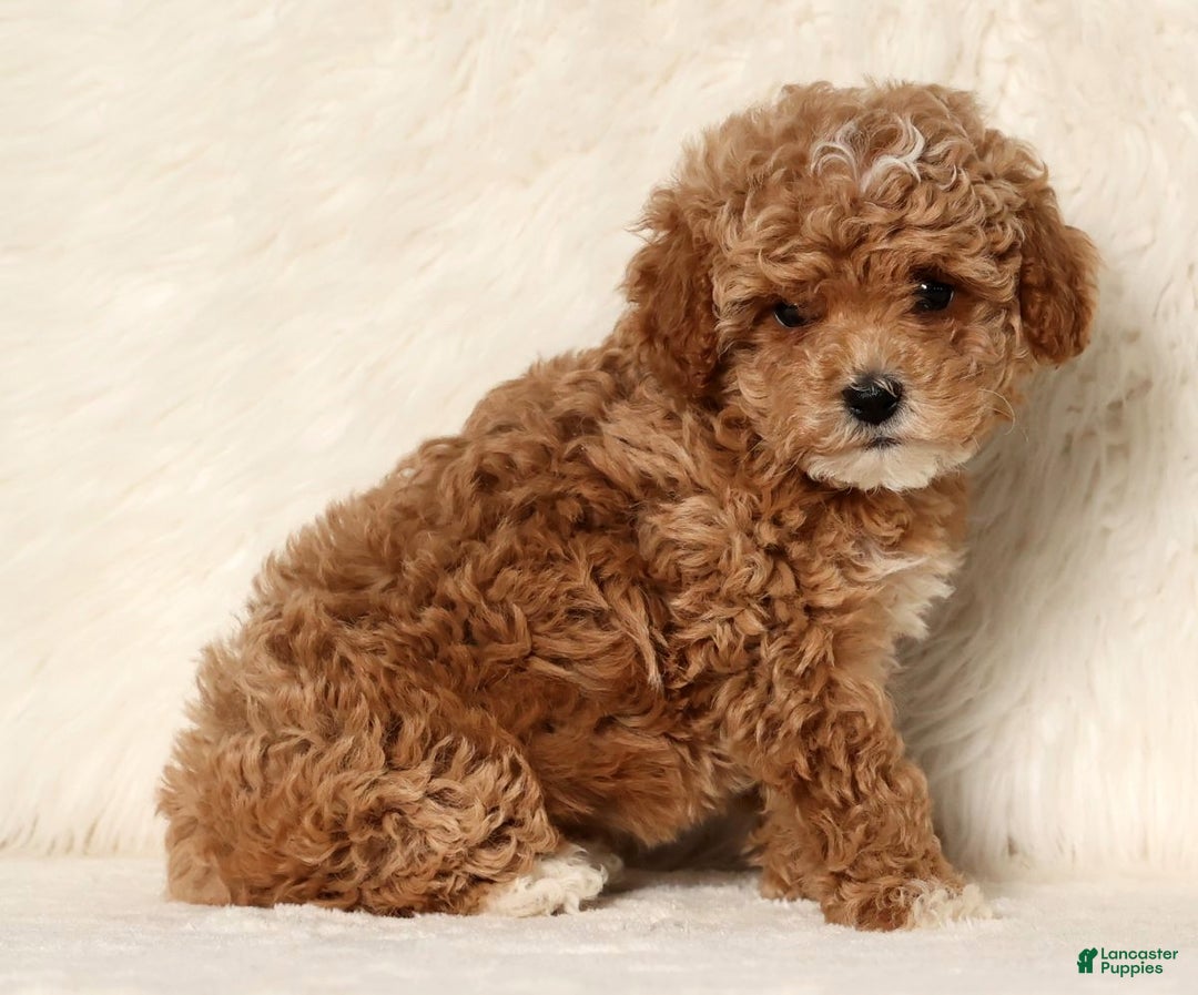Cockapoo dogs for sale: Nancy - Ad 5