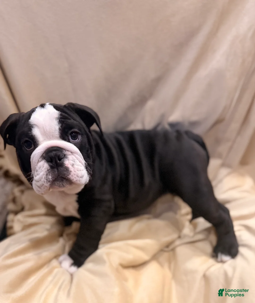 English Bulldog dogs for sale: Cindy Lou  - Ad 10