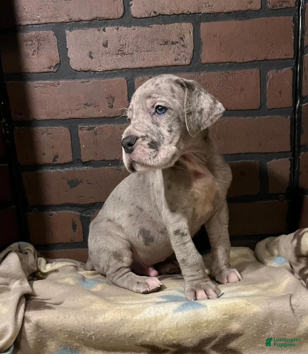 Great Dane dogs for sale: Riot - Ad 2