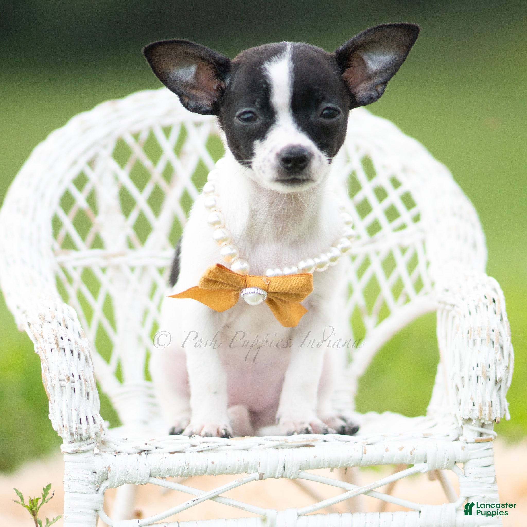 Chihuahua dogs Chiquita - Ad 23