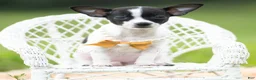 Chihuahua dogs for sale: Chiquita - Ad 1