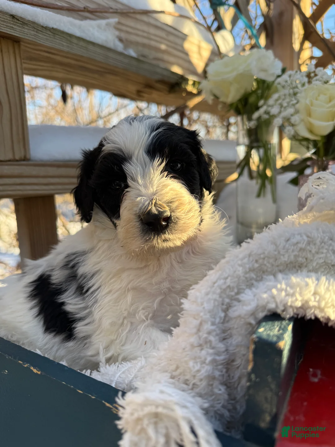 Mixed Breed dogs for sale: Buddy - Ad 4