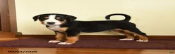 Greater Swiss Mountain Dog dogs for sale: Joshua - Ad 1