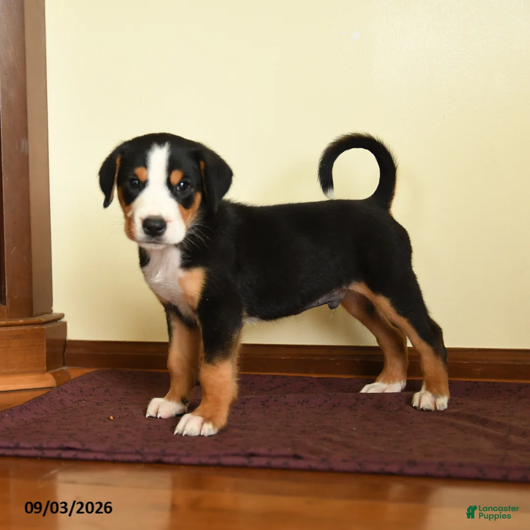 Greater Swiss Mountain Dog dogs for sale: Joshua - Ad 1