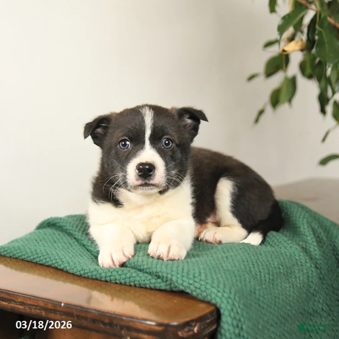 Mixed Breed dogs for sale: Justin - Ad 3