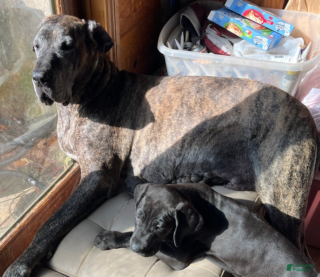 Great Dane dogs for sale: Petal - Ad 7